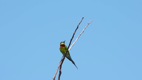 Blue-tailed-Bee-eater-Merops-philippinus-seen-perched-in-the-middle-of-two-twigs-swaying-with-the-wind,-blue-sky-in-Thailand
