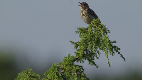 Female-Stonechat-Perched-On-Green-Branch-Calling-Out-Against-Bokeh-Background