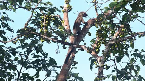 Three-striped-Palm-Civet-Arctogalidia-trivirgata-seen-with-a-fruit-in-its-mouth-struggling-to-chew-and-swallow-and-then-climbs-up-fast-up-the-tree,-Thailand