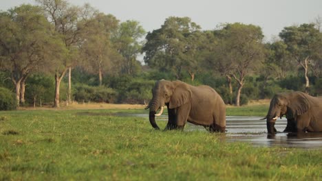 Wide-shot-of-two-African-elephant-bulls-feeding-in-the-river,-Khwai-Botswana