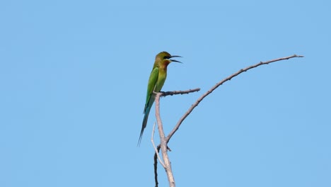 Blue-tailed-Bee-eater-Merops-philippinus-facing-to-the-right-perched-on-a-twig-with-its-beak-open-as-it-looks-around,-Thailand