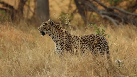 Wide-shot-of-a-leopard-standing-in-the-dry-grassland-of-Khwai,-Botswana