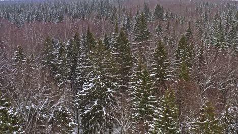 Aerial-View-Of-Spacious-Nature-Area-Covered-With-Coniferous-Forest-In-Winter