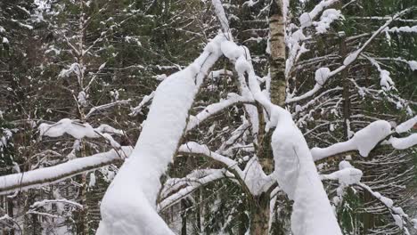 Descending-Flight-Along-Trunk-Of-Birch-Tree-With-Densely-Snowbound-Spreading-Branches