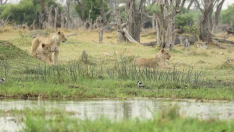 Weite-Aufnahme-Von-Drei-Löwinnen,-Die-Neben-Dem-Fluss-Liegen,-Während-Sie-In-Die-Ferne-Schauen,-Khwai-Botswana