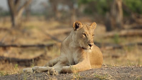 Wide-shot-of-a-lioness-focusing-and-listening-while-laying-in-the-golden-morning-light,-Khwai,-Botswana