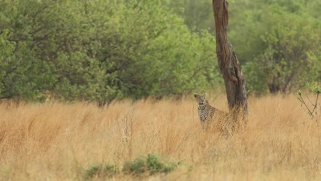 Extreme-wide-shot-of-a-leopard-sitting-underneath-a-tree-in-the-dry-grass,-Khwai-Botswana