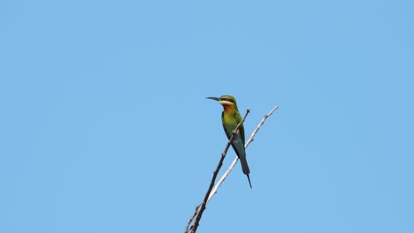 Blue-tailed-Bee-eater-Merops-philippinus-perched-on-top-of-the-twig-facing-to-the-left-then-suddenly-flies-away,-Thailand