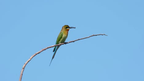 Blue-tailed-Bee-eater-Merops-philippinus-perched-on-a-twig-with-a-bee-in-its-beak-looking-around-and-then-flies-away,-Thailand