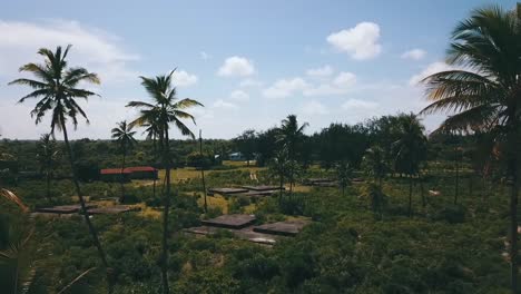 Fantastic-aerial-flight-fly-forwards-drone-shot-in-a-palm-grove-and-old-broken-luxury-resort