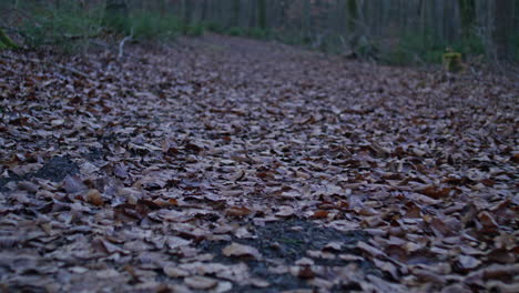 Walking-in-the-forest-on-path-covered-with-brown-leaves