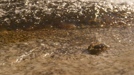 Crawdad-or-Crayfish-walking-toward-a-freshwater-stream,-medium-shot