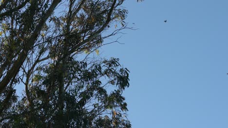 4K-Monarch-Butterflies,-Overwintering,-Roosting,-Eucalyptus-trees