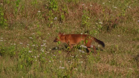 Pfeifender-Hund-Cuon-Alpinus,-Der-Nach-Links-Läuft-Und-Im-Khao-Yai-Nationalpark,-Thailand,-Anhält