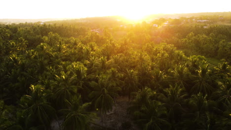 Bright-golden-sunset-over-dense-palm-tree-forest-in-Vietnam,-aerial-fly-forward-view