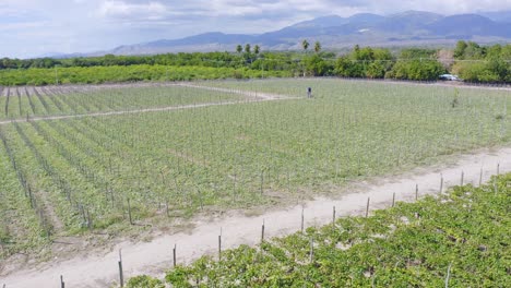 Aerial-view-of-Farmer-checking-Vineyard-Plantation-during-sunny-day-in-Neiba,Dominican-Republic---Beautiful-mountain-range-in-background