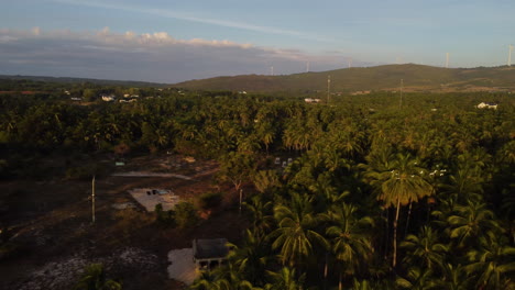 White-birds-flying-over-dense-palm-tree-forest-in-Vietnam-during-sunset,-aerial-drone-panning-view