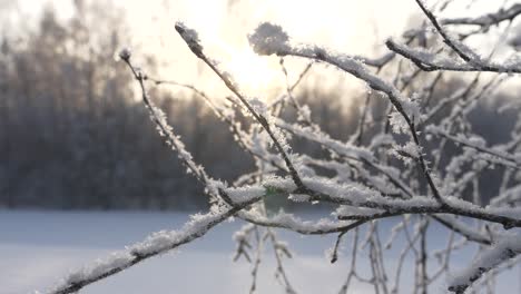 closeup-of-a-winter-scene,-snow-accumulating-on-tree-branches