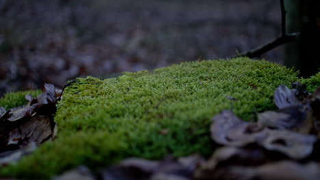 Close-up-shot-of-moss-growing-in-typical-german-forest