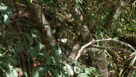 Orientalischer-Gescheckter-Hornbill-Anthracoceros-Albirostris-Thront-In-Einem-Laub-Eines-Fruchtbaums-Und-Hüpft-Dann-Hinunter,-Während-Er-Verschwindet,-Khao-Yai-Nationalpark,-Thailand