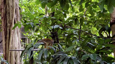 Sneaky-squirrel-monkey-sneak-away-from-the-platform-under-green-foliage-at-Singapore-river-wonders,-safari-zoo,-mandai-reserves