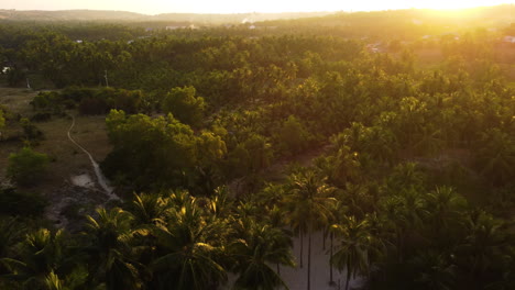 Golden-sunset-over-endless-palm-tree-forest-in-Vietnam,-aerial-drone-view