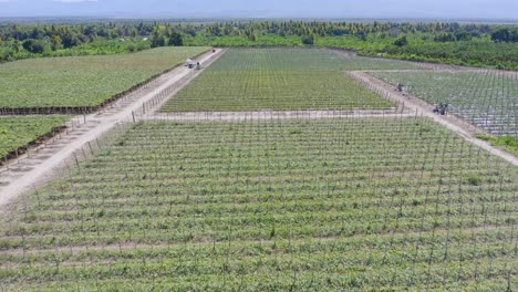 Drone-flight-over-vineyard-rows-on-wine-farm,-Neiba,-Dominican-Republic