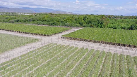 Aerial-panoramic-view-of-vineyards-in-Neiba,-Dominican-Republic