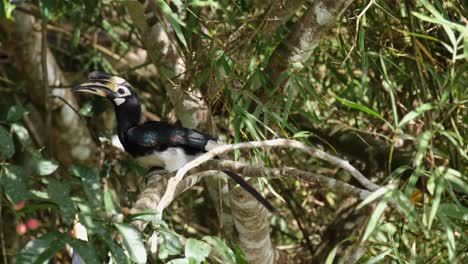 Oriental-Pied-Hornbill-Anthracoceros-albirostris-seeb-within-the-foliage-of-the-tree-as-another-arrives-with-a-fruit-in-the-mouth,-Khao-Yai-National-Park,-Thailand