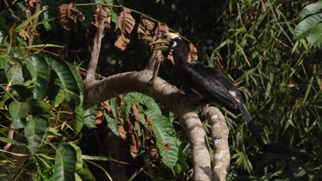 Oriental-Pied-Hornbill-Anthracoceros-albirostris-seen-on-top-of-a-branch-with-its-mouth-open-looking-from-its-left-to-right-during-the-afternoon,-Khao-Yai-National-Park,-Thailand