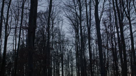 Camera-tilting-slowly-up-in-an-empty-dark-forest-at-blue-hour