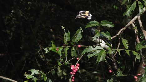 Oriental-Pied-Hornbill-Anthracoceros-albirostris-seen-on-the-tip-of-a-branch-reaching-out-for-fruits-during-the-morning-and-then-flies-away,-Khao-Yai-National-Park,-Thailand