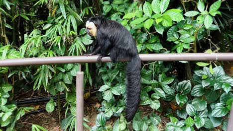 Profilaufnahme-Eines-Schüchternen-Männlichen-Saki-Affen-Mit-Weißem-Gesicht,-Pithecia-Pithecia,-Der-Auf-Einem-Handlauf-Ruht,-Sich-Umdreht-Und-Nach-Rechts-Weggeht,-In-Singapur-River-Wonders-Safari-Zoo-Mandai-Reserves