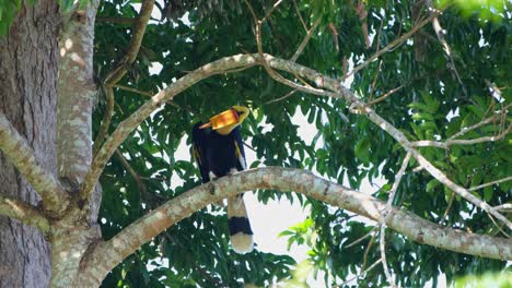 Great-Hornbill-Buceros-bicornis-perched-on-a-branch-relaxing-then-starts-preening-its-left-wing,-Khao-Yai-National-Park,-Thailand