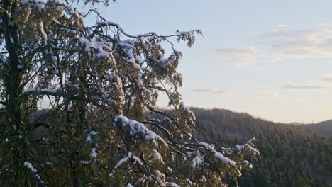 Aerial-shot-of-a-evergreen-tree-covered-with-snow