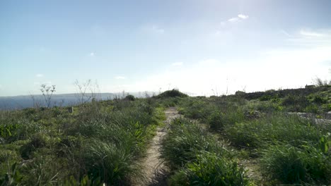 Empty-Narrow-Path-Leading-Through-Tall-Grass-on-Sunny-Day-in-Gozo-Island,-Malta