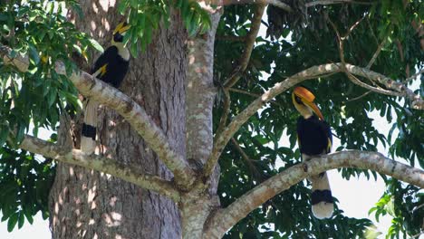 Gran-Hornbill-Buceros-Bicornis-Dos-Individuos-Encaramados-Mientras-El-Otro-A-La-Derecha-Se-Acicala,-Parque-Nacional-Khao-Yai,-Tailandia