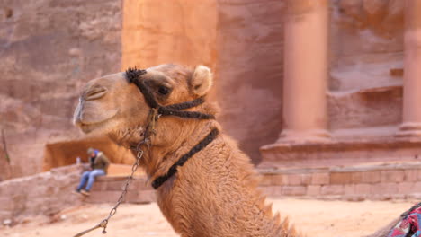 Portrait-of-dromedary-head-camel-face-with-ancient-city-of-Petra-in-background