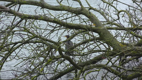a-cormorant-sits-in-the-branches-of-a-tree-by-a-lake
