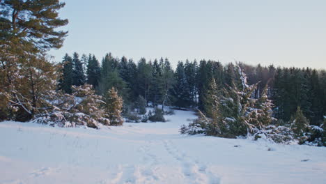 Gehen-Auf-Einem-Verschneiten-Feld-Zwischen-Bäumen-Und-Büschen