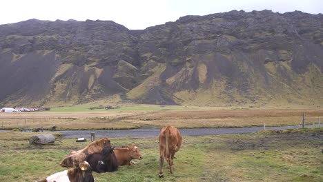 Rebaño-De-Vacas-Descansando-En-Un-Campo-Junto-A-Una-Carretera-En-Un-Valle-En-Islandia