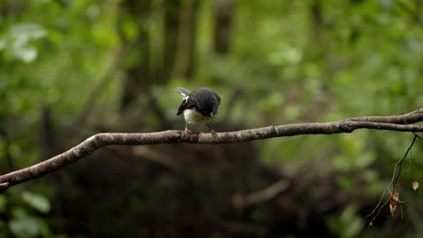 A-small-bird-sitting-on-a-branch-in-a-beautiful-green-forest