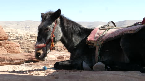 Gesatteltes-Pferd,-Das-Sich-Nach-Einer-Geführten-Tour-In-Der-Malerischen-Landschaft-Von-Petra-Jordanien,-Unesco-weltkulturerbe,-Reiseziel-Ausruht