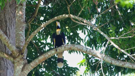 Great-Hornbill-Buceros-bicornis-perched-on-a-branch-with-its-head-up-while-the-wind-blows,-Khao-Yai-National-Park,-Thailand