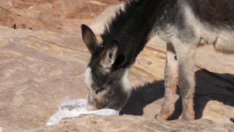 Donkey-eating-food-from-a-white-bag-on-the-sand-stone-rock-city-of-Petra-Jordan