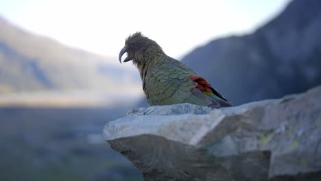 Wunderschöner-Einheimischer-Vogel-Kea-Mit-Blick-Auf-Die-Berge