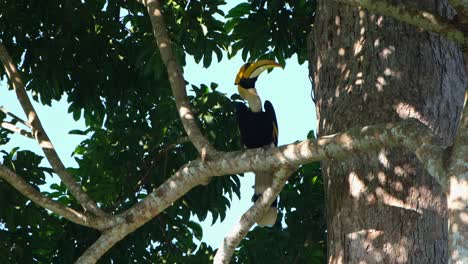 Great-Hornbill-Buceros-bicornis-perched-on-the-branch-under-the-shade-of-the-foliage-as-it-looks-around,-Khao-Yai-National-Park,-Thailand