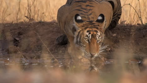Zeitlupe-Von-Filmmaterial-Eines-Jungen-Tigers,-Der-Wasser-Im-Wald-Trinkt
