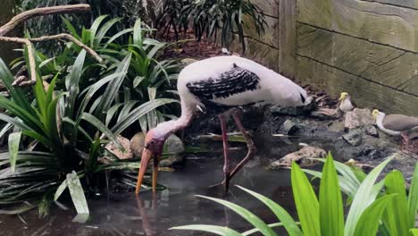 Captivated-large-wader,-a-painted-stork-mycteria-leucocephala-foraging-in-the-water,-bill-sweeping-from-side-to-side-at-Singapore-river-wonders,-safari-zoo,-mandai-reserves