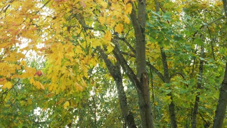 Windy-day-in-maple-tree-forest-with-bright-autumn-colors,-static-shot